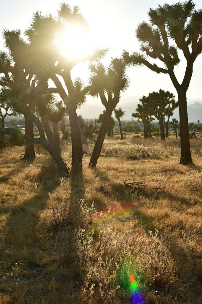 Buy and sell in the High Desert